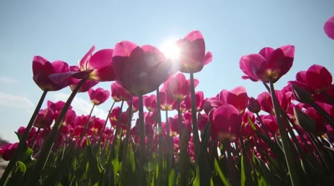 Pink Tulip field with sunbeams in spring Stock Footage 63797341