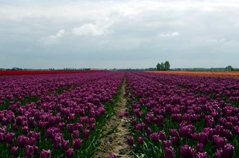 Pink tulip fields Stock Photos