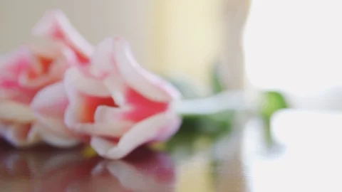 Pink tulip flower head in table macro close up with a sliding camera movement Stock Footage 126569978