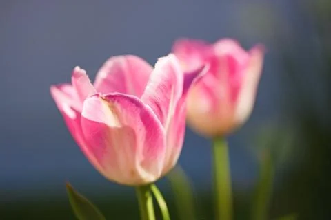 Pink tulip flower macro Stock Photos