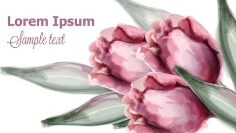 Pink tulip flowers background Vector watercolor. Spring summer decoration ill Stock Illustration