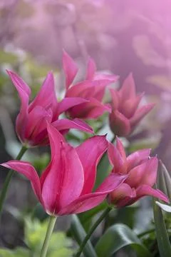 Pink tulip flowers bloom in springtime. Spring flower, natural background Stock Illustration