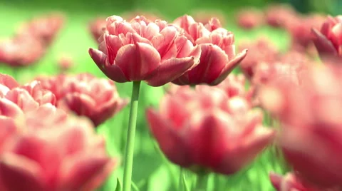 Pink tulip flowers Stock Footage 55586264