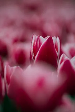 Pink tulip in focus. Vertical spring flowers photo. Foto stock