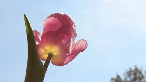 Pink tulip Stock Footage 11019730
