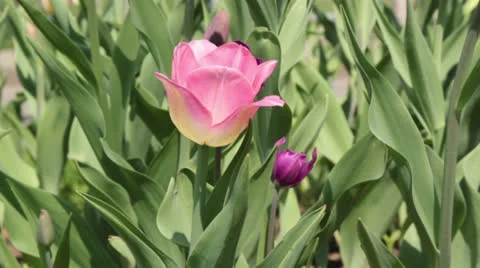 Pink tulip Stock Footage 26175659