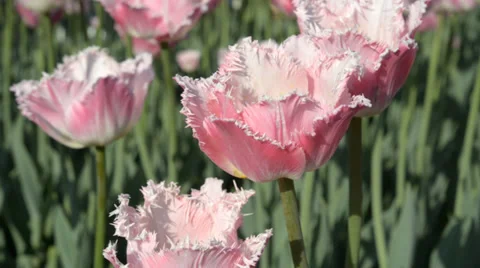 Pink tulip Stock Footage 38833252