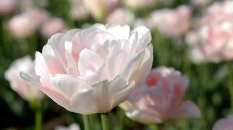 Pink tulip Stock-Footage 38833832
