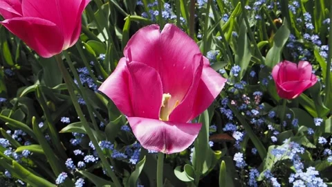 Pink tulip Stock Footage 163183171