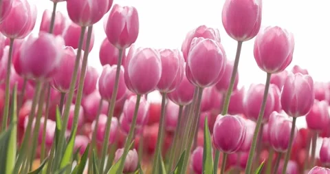 Pink Tulip Stock Footage 172337087