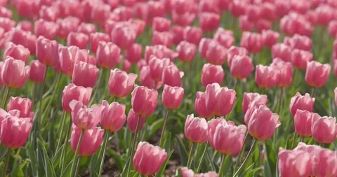 Pink Tulip Stock Footage 172337089