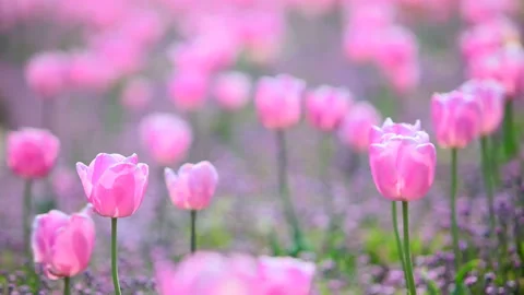Pink Tulip Video stock 332185111