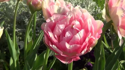 Pink tulip 動画素材 334860680