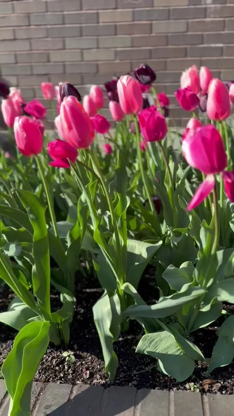 Pink Tulip Garden Stock Footage 276967786