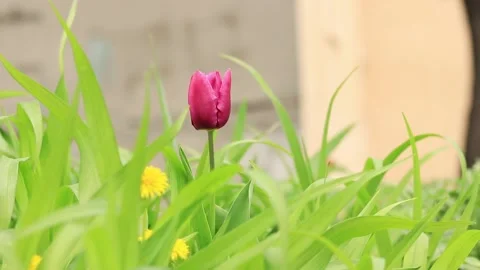 Pink tulip in the grass close-up Stock Footage 239186204