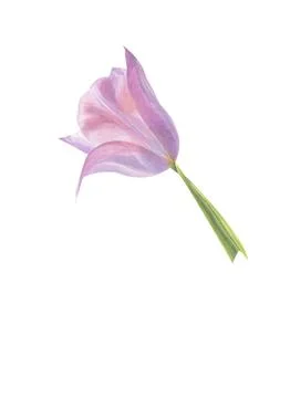 Pink tulip on a green stem with a leaf Illustrazione stock