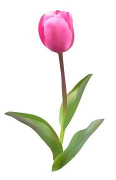 Pink tulip Illustrazione stock