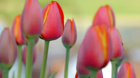 Pink Tulip Isolated Stock-Footage 22831050