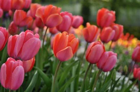 Pink tulip macro Fotos de archivo