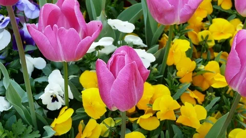 Pink tulip nature background springtime. Stock Footage 107870574