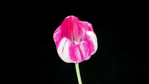 Pink tulip opened on a black background. Festive bouquet. 4K video. Time interva Stock Footage 242040923
