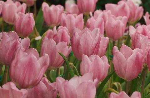 Pink tulip for pattern Stock Photos