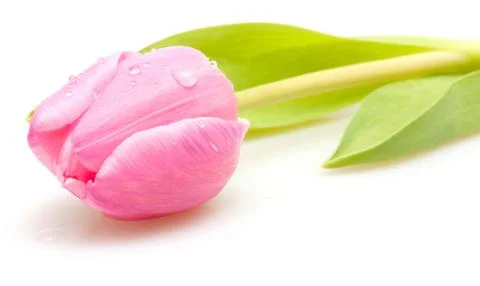 Pink tulip Stock Photos