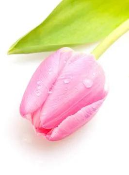 Pink tulip Stock Photos