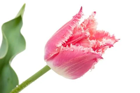 Pink tulip Stock Photos