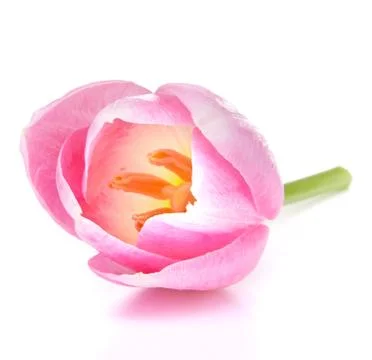 Pink tulip Stock Photos