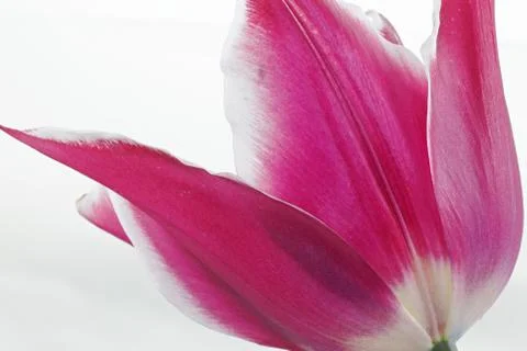 Pink tulip Stock Photos