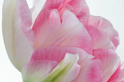 Pink tulip Stock Photos