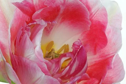 Pink tulip Stock Photos