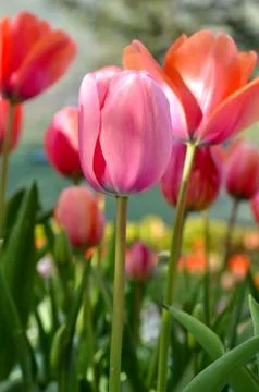 Pink tulip Foto stock