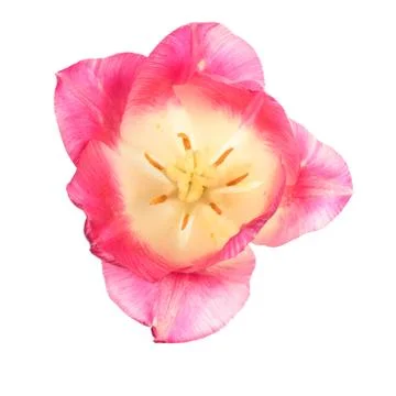 Pink tulip Stock Photos