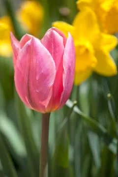 Pink tulip Stock Photos