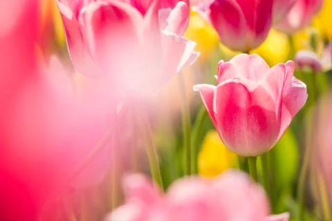 Pink tulip Stock Photos
