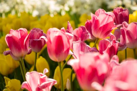 Pink tulip Stock Photos
