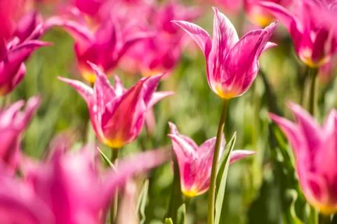 Pink tulip Stock Photos