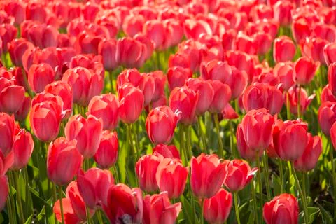 Pink tulip Stock Photos