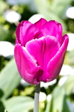 Pink tulip Stock Photos