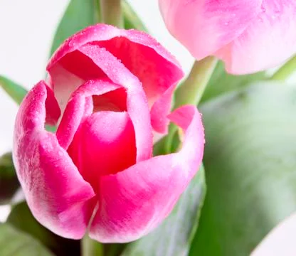 Pink tulip Stock Photos