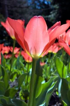 Pink tulip Stock Photos