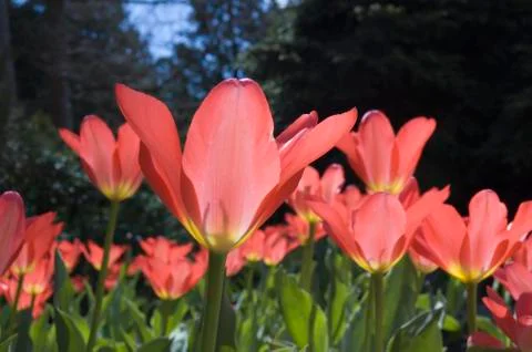 Pink tulip Stock Photos