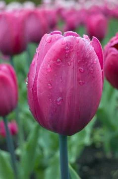 Pink tulip Stock Photos