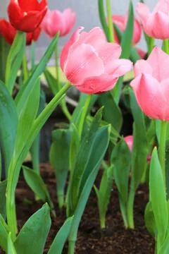 Pink tulip Stock Photos