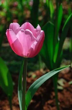 Pink tulip Stock Photos