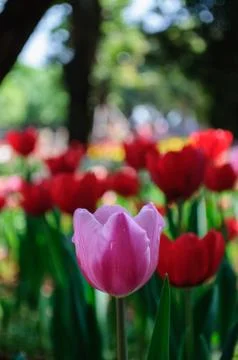 Pink tulip Stock Photos