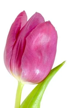Pink tulip Stock Photos