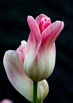 Pink tulip Stock Photos